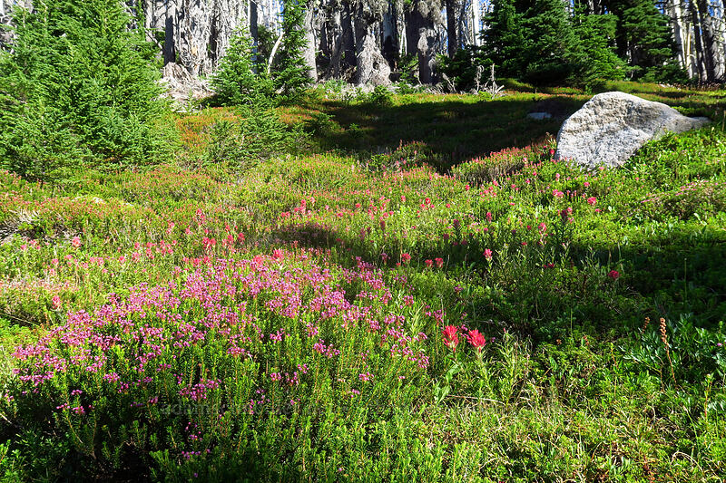 pink mountain heather & magenta paintbrush (Phyllodoce empetriformis, Castilleja parviflora var. oreopola) [Timberline Trail, Mt. Hood Wilderness, Hood River County, Oregon]