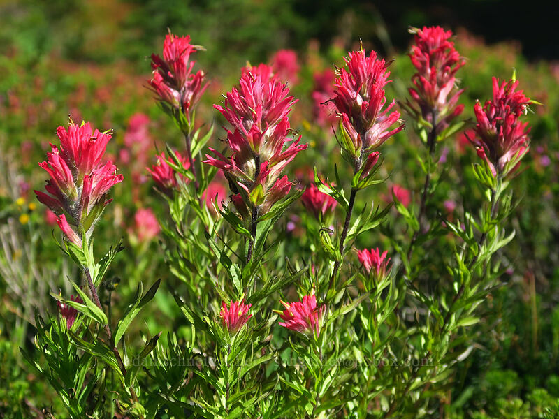magenta paintbrush (Castilleja parviflora var. oreopola) [Timberline Trail, Mt. Hood Wilderness, Hood River County, Oregon]