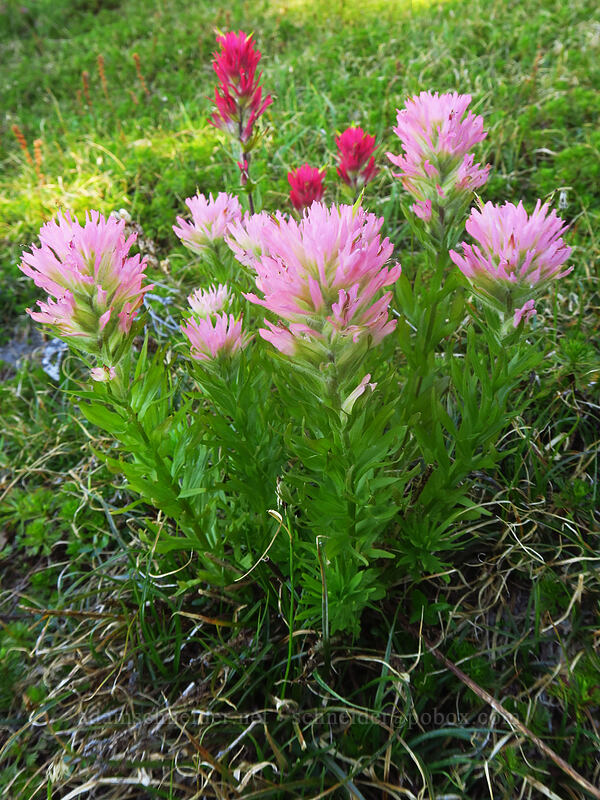 pale pink paintbrush (Castilleja parviflora var. oreopola) [Timberline Trail, Mt. Hood Wilderness, Hood River County, Oregon]