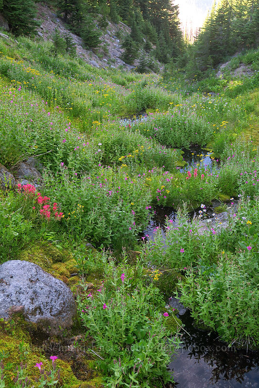 wildflowers along a stream [Pinnacle Ridge Trail, Mt. Hood Wilderness, Hood River County, Oregon]