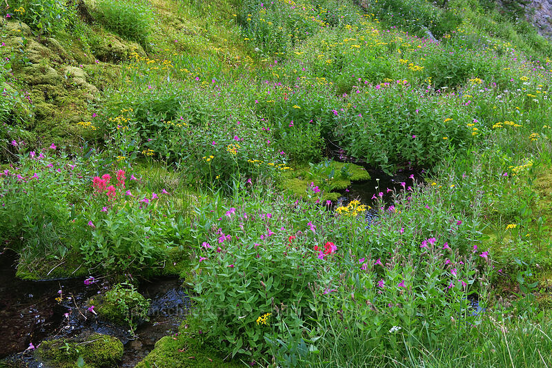 wildflowers along a stream [Pinnacle Ridge Trail, Mt. Hood Wilderness, Hood River County, Oregon]