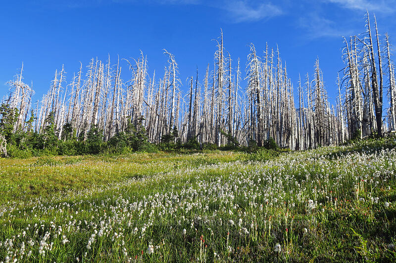 cotton-grass & burned trees (Eriophorum sp.) [Pinnacle Ridge Trail, Mt. Hood Wilderness, Hood River County, Oregon]