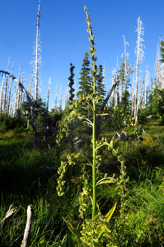corn lily, going to seed (Veratrum viride var. eschscholzianum (Veratrum eschscholtzianum)) [Pinnacle Ridge Trail, Mt. Hood Wilderness, Hood River County, Oregon]