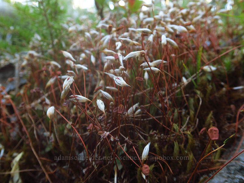 moss fruiting bodies [Pinnacle Ridge Trail, Mt. Hood Wilderness, Hood River County, Oregon]