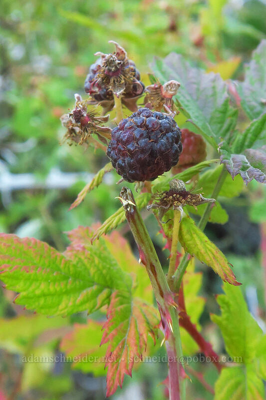 black-cap raspberries (Rubus leucodermis) [Pinnacle Ridge Trail, Mt. Hood Wilderness, Hood River County, Oregon]