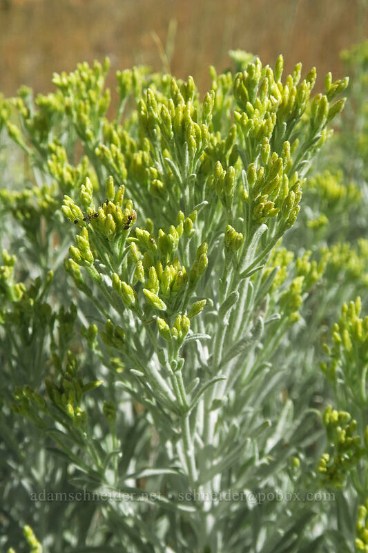 gray rabbitbrush, budding (Ericameria nauseosa (Chrysothamnus nauseosus)) [Thunder Mountain Trail, Squaw Valley, Placer County, California]