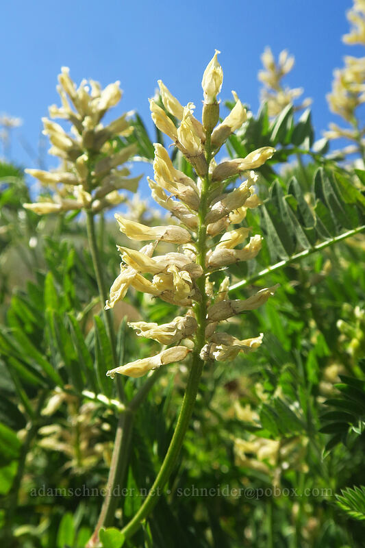 chick-pea milk-vetch (Astragalus cicer) [Thunder Mountain Trail, Squaw Valley, Placer County, California]
