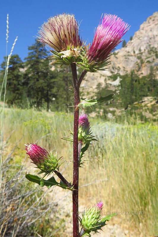 rose thistle (Cirsium andersonii) [Thunder Mountain Trail, Squaw Valley, Placer County, California]