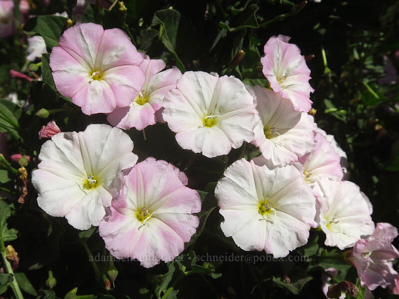 bindweed (Convolvulus arvensis) [Thunder Mountain Trail, Squaw Valley, Placer County, California]