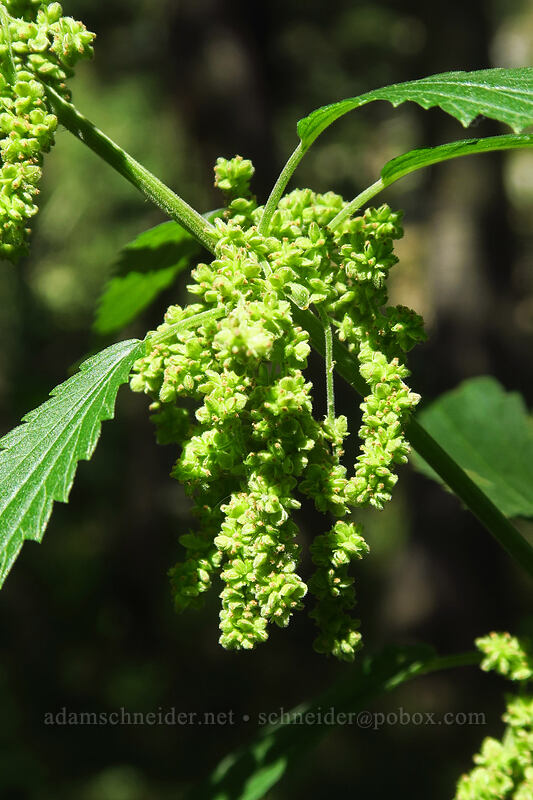 stinging nettle flowers, going to seed (Urtica dioica) [Thunder Mountain Trail, Squaw Valley, Placer County, California]