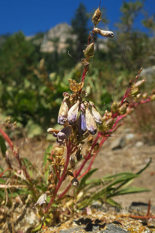 mountain blue penstemon (?), going to seed (Penstemon laetus) [Thunder Mountain Trail, Squaw Valley, Placer County, California]