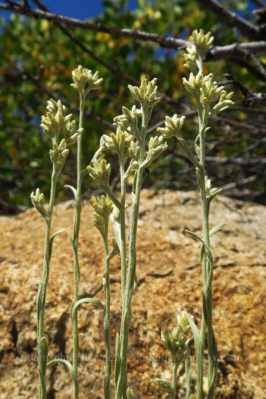 small-head cudweed (Pseudognaphalium thermale (Gnaphalium canescens var. thermale)) [Thunder Mountain Trail, Squaw Valley, Placer County, California]
