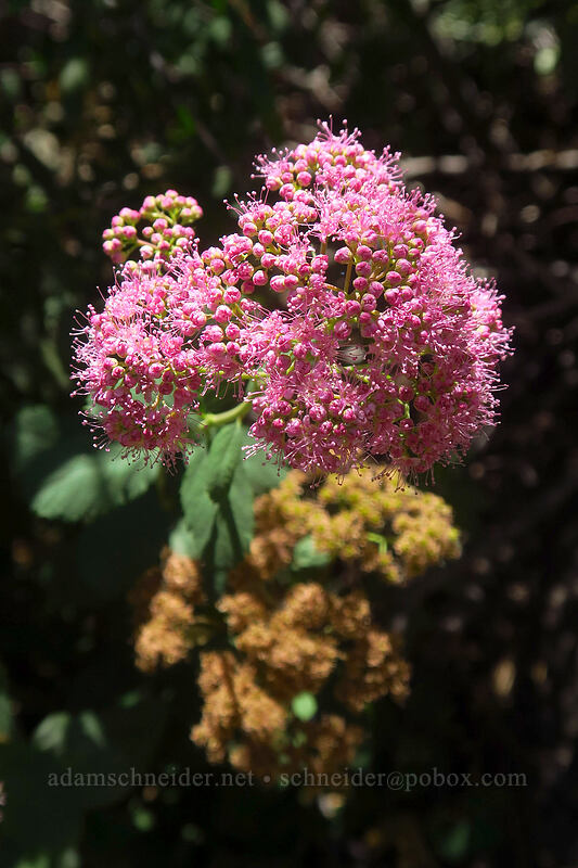 subalpine spirea (Spiraea splendens (Spiraea densiflora)) [Thunder Mountain Trail, Squaw Valley, Placer County, California]