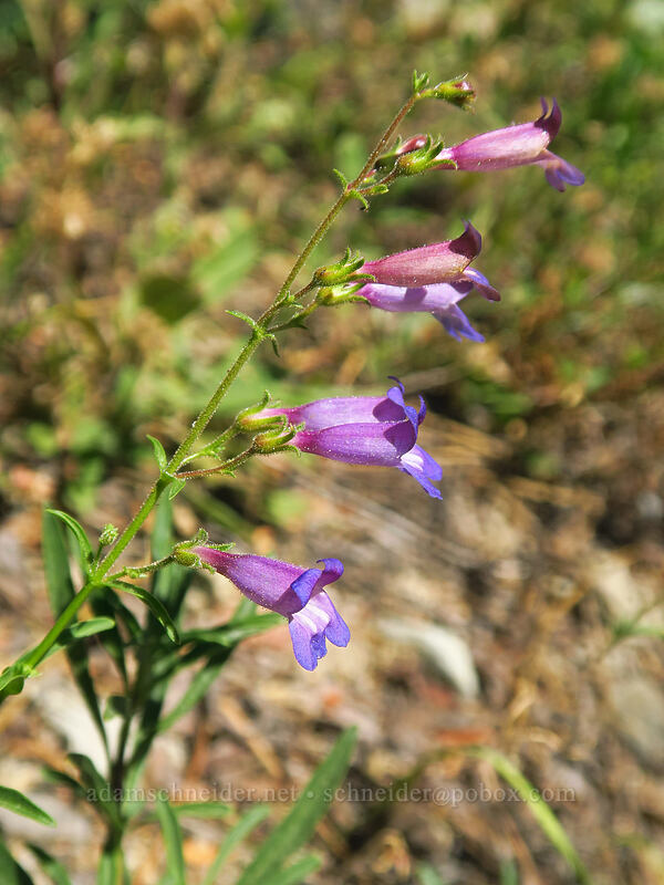 Roezl's penstemon (Penstemon roezlii (Penstemon laetus ssp. roezlii)) [Thunder Mountain Trail, Squaw Valley, Placer County, California]
