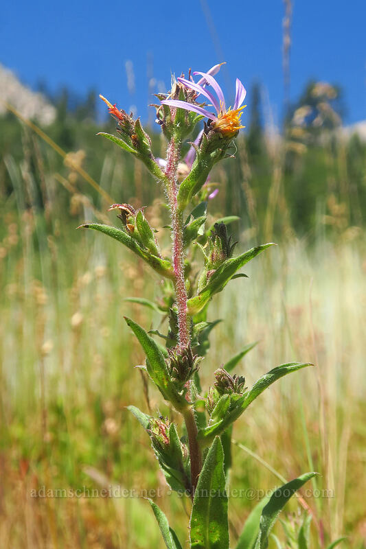 thick-stem aster (Eurybia integrifolia (Aster integrifolius)) [Thunder Mountain Trail, Squaw Valley, Placer County, California]