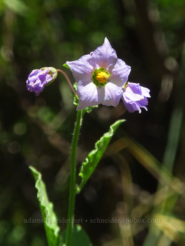 chaparral nightshade (Solanum xanti) [Thunder Mountain Trail, Squaw Valley, Placer County, California]