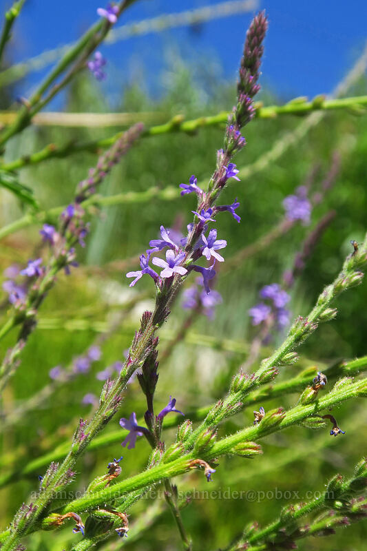western vervain (Verbena lasiostachys) [Thunder Mountain Trail, Squaw Valley, Placer County, California]