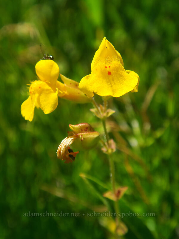 yellow monkeyflower (Erythranthe guttata (Mimulus guttatus)) [Thunder Mountain Trail, Squaw Valley, Placer County, California]