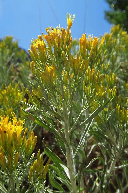 gray rabbitbrush (Ericameria nauseosa (Chrysothamnus nauseosus)) [Thunder Mountain Trail, Squaw Valley, Placer County, California]