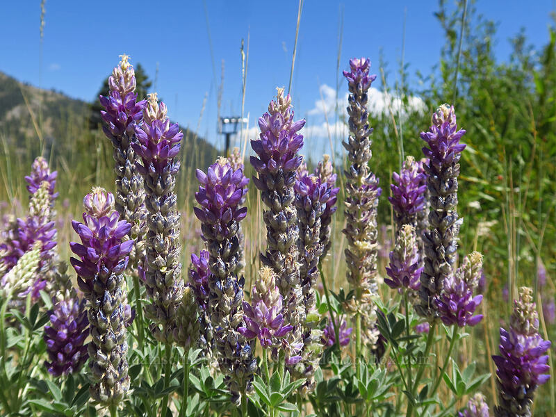 Donner Lake lupines (Lupinus lepidus var. sellulus (Lupinus sellulus)) [Thunder Mountain Trail, Squaw Valley, Placer County, California]