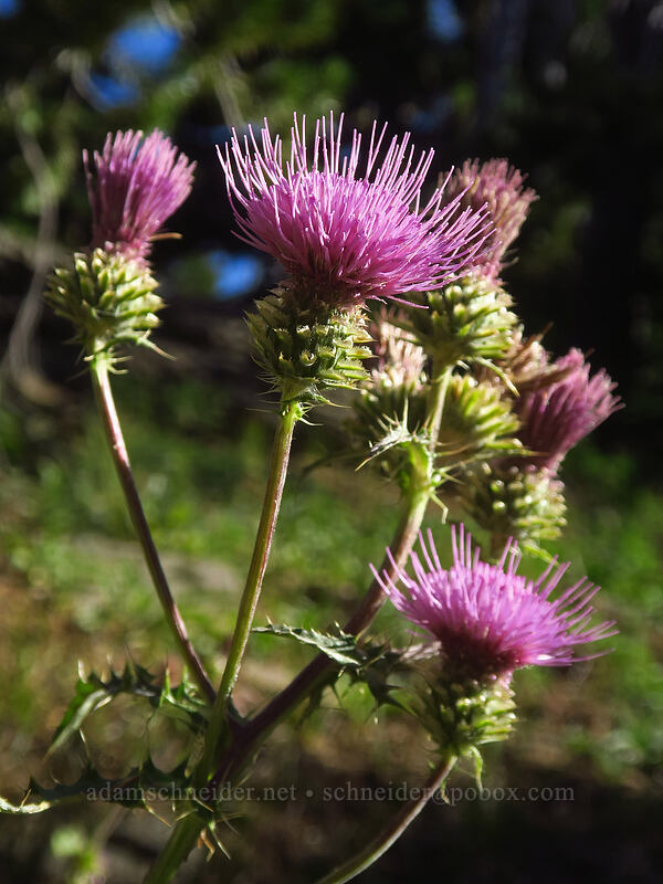fringe-bract thistle (Cirsium remotifolium var. odontolepis) [Canyon Creek Trail, Mt. Jefferson Wilderness, Jefferson County, Oregon]