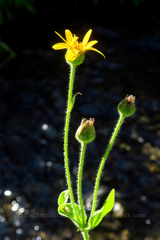 arnica (Arnica sp.) [Canyon Creek Meadows, Mt. Jefferson Wilderness, Jefferson County, Oregon]
