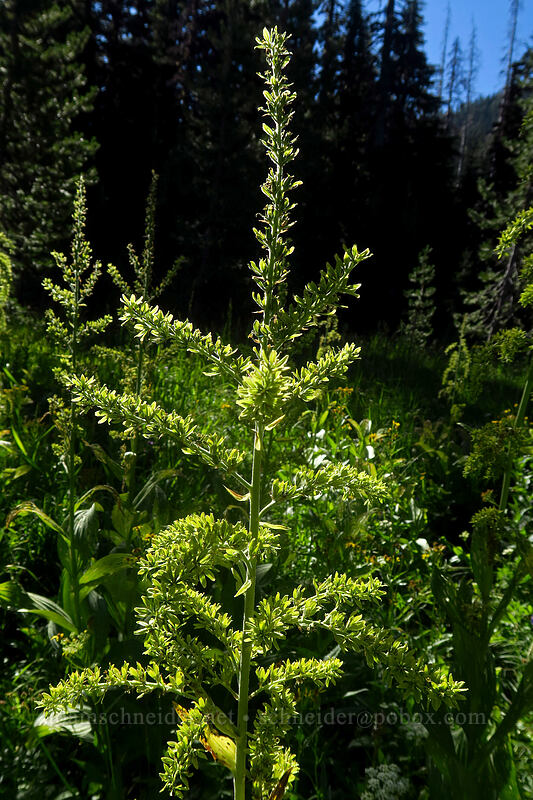 green corn lily (Veratrum viride var. eschscholzianum (Veratrum eschscholtzianum)) [Canyon Creek Meadows, Mt. Jefferson Wilderness, Jefferson County, Oregon]