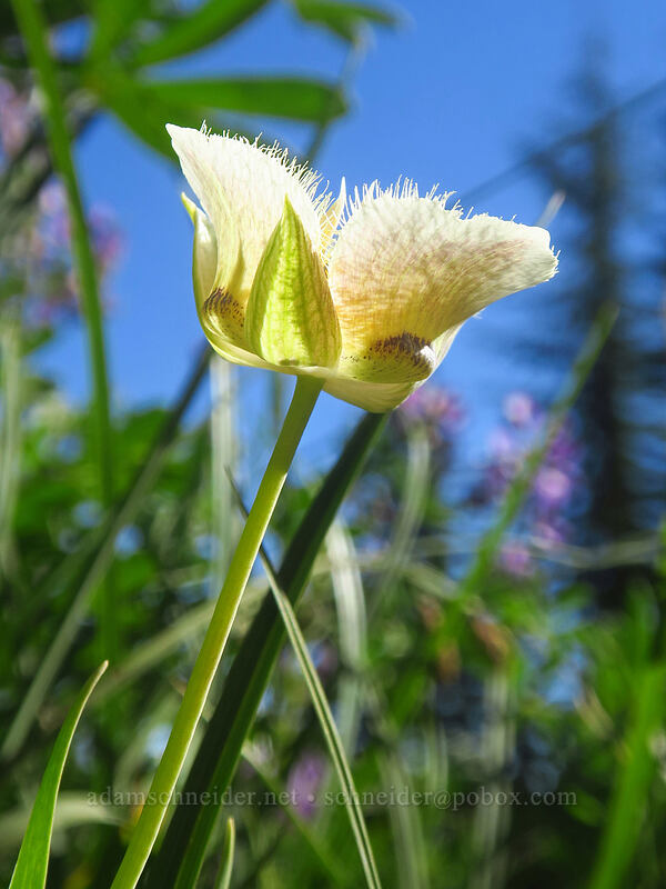 subalpine mariposa lily (Calochortus subalpinus) [Canyon Creek Meadows, Mt. Jefferson Wilderness, Jefferson County, Oregon]