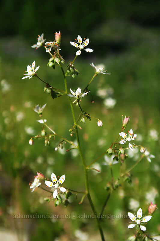 rusty saxifrage (Micranthes ferruginea (Saxifraga ferruginea)) [Canyon Creek Meadows, Mt. Jefferson Wilderness, Jefferson County, Oregon]