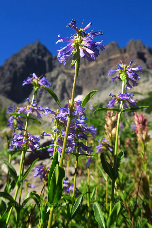 small-flowered penstemon (Penstemon procerus) [Canyon Creek Meadows, Mt. Jefferson Wilderness, Jefferson County, Oregon]