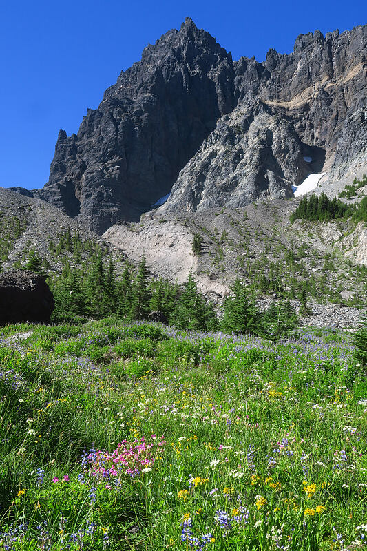 wildflowers & Three-Fingered Jack [Canyon Creek Meadows, Mt. Jefferson Wilderness, Jefferson County, Oregon]