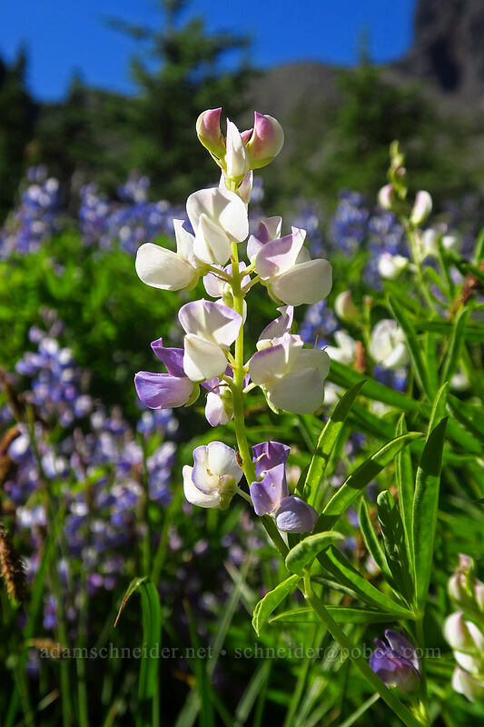 white lupines (Lupinus latifolius) [Canyon Creek Meadows, Mt. Jefferson Wilderness, Jefferson County, Oregon]