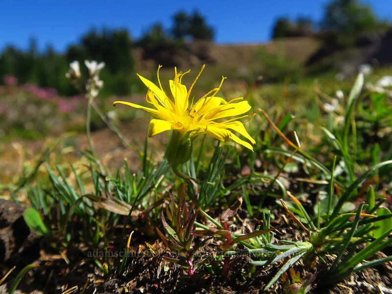 smooth mountain dandelion (alpine agoseris) (Nothocalais alpestris (Microseris alpestris)) [Three-Fingered Jack's east ridge, Mt. Jefferson Wilderness, Jefferson County, Oregon]