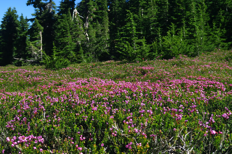 pink mountain heather (Phyllodoce empetriformis) [Three-Fingered Jack's east ridge, Mt. Jefferson Wilderness, Jefferson County, Oregon]