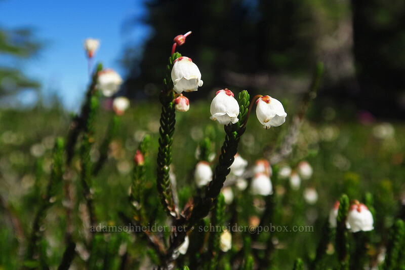 white mountain heather (Cassiope mertensiana) [Three-Fingered Jack's east ridge, Mt. Jefferson Wilderness, Jefferson County, Oregon]