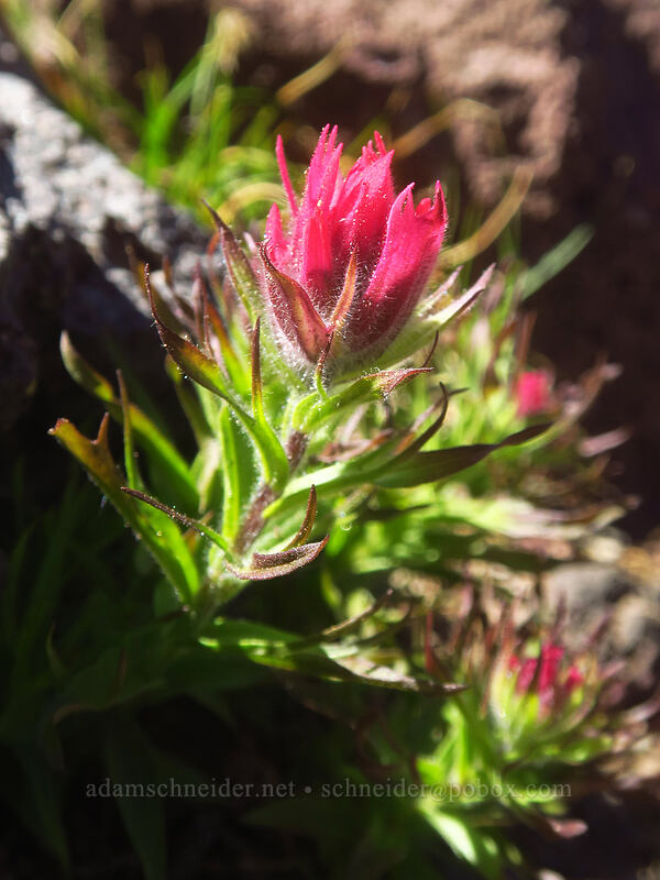 magenta paintbrush (Castilleja parviflora var. oreopola) [Three-Fingered Jack's east ridge, Mt. Jefferson Wilderness, Jefferson County, Oregon]