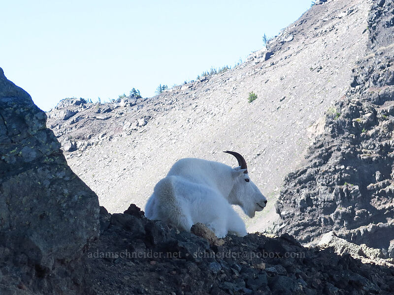 mountain goat (Oreamnos americanus) [Three-Fingered Jack's east ridge, Mt. Jefferson Wilderness, Jefferson County, Oregon]