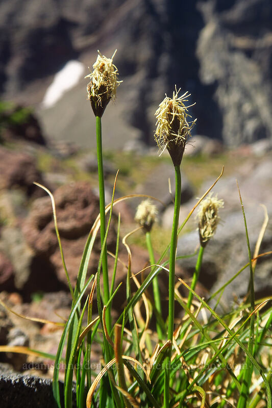 showy sedge (Carex spectabilis) [Three-Fingered Jack's east ridge, Mt. Jefferson Wilderness, Jefferson County, Oregon]