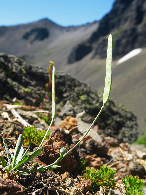 flat-seed rock-cress (Boechera howellii (Arabis platysperma)) [Three-Fingered Jack's east ridge, Mt. Jefferson Wilderness, Jefferson County, Oregon]