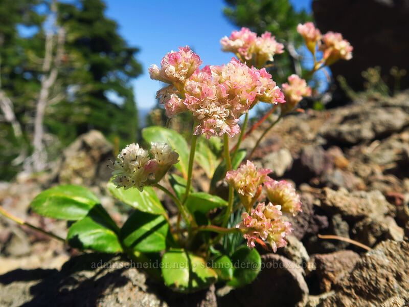alpine buckwheat (Eriogonum pyrolifolium) [Three-Fingered Jack's east ridge, Mt. Jefferson Wilderness, Jefferson County, Oregon]