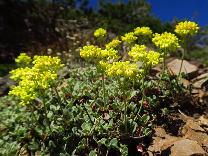 sulphur-flower buckwheat (Eriogonum umbellatum) [Three-Fingered Jack's east ridge, Mt. Jefferson Wilderness, Jefferson County, Oregon]