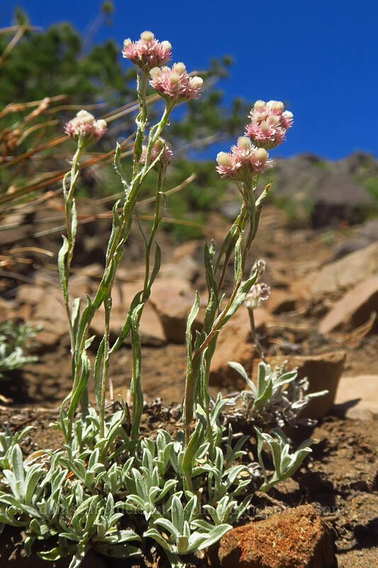 rosy pussy-toes (Antennaria rosea) [Three-Fingered Jack's east ridge, Mt. Jefferson Wilderness, Jefferson County, Oregon]