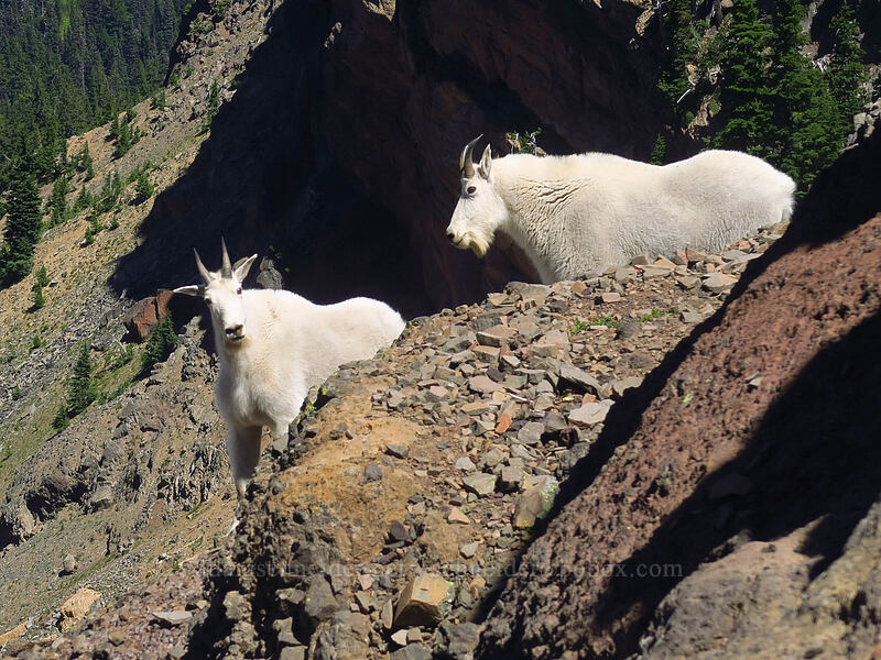 two mountain goats (Oreamnos americanus) [Three-Fingered Jack's east ridge, Mt. Jefferson Wilderness, Jefferson County, Oregon]