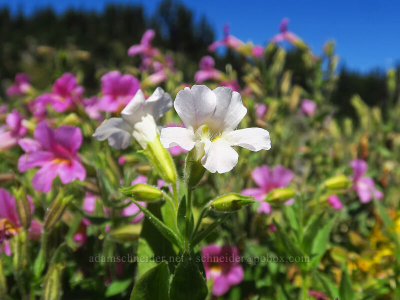 white Lewis' monkeyflower (Erythranthe lewisii (Mimulus lewisii)) [Canyon Creek Meadows, Mt. Jefferson Wilderness, Jefferson County, Oregon]