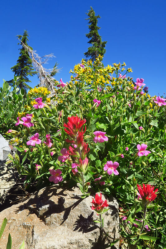 wildflowers (Castilleja parviflora var. oreopola, Erythranthe lewisii (Mimulus lewisii), Senecio triangularis) [Canyon Creek Meadows, Mt. Jefferson Wilderness, Jefferson County, Oregon]