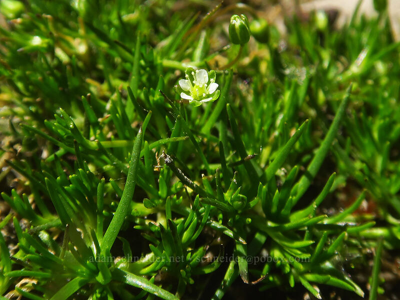 alpine pearlwort (Sagina saginoides) [Canyon Creek Meadows, Mt. Jefferson Wilderness, Jefferson County, Oregon]