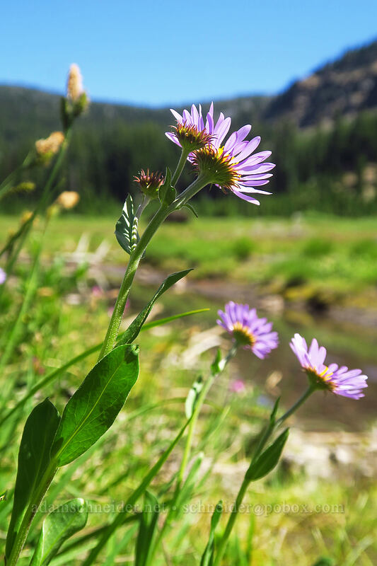 subalpine fleabane (Erigeron glacialis var. glacialis) [Canyon Creek Meadows, Mt. Jefferson Wilderness, Jefferson County, Oregon]