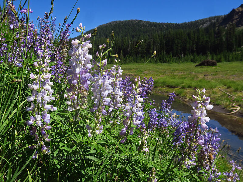 lupines (Lupinus latifolius) [Canyon Creek Meadows, Mt. Jefferson Wilderness, Jefferson County, Oregon]