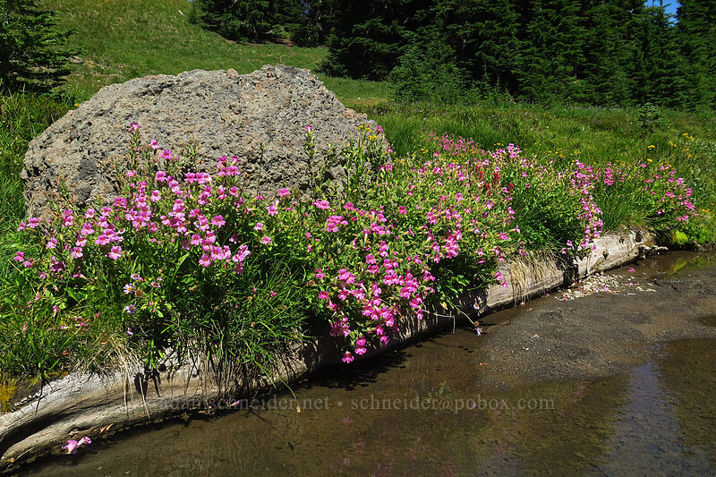 wildflowers [Canyon Creek Meadows, Mt. Jefferson Wilderness, Jefferson County, Oregon]