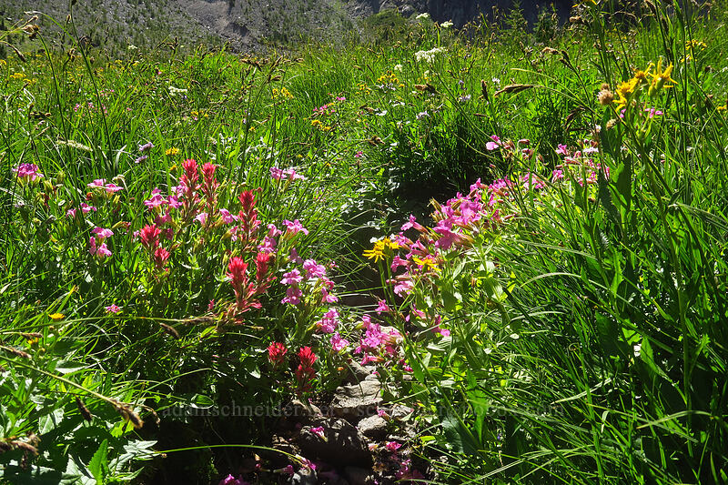wildflowers [Canyon Creek Meadows, Mt. Jefferson Wilderness, Jefferson County, Oregon]